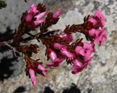 Erica daphniflora daphniflora