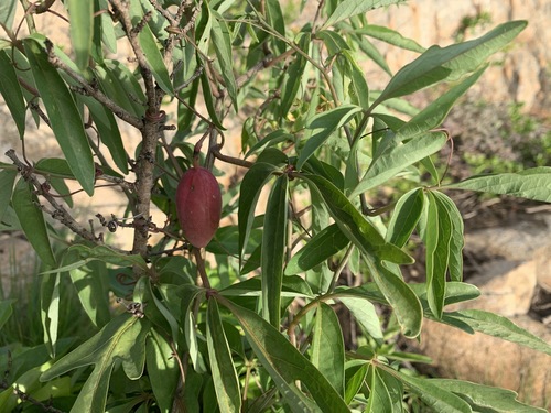 Adenia digitata image