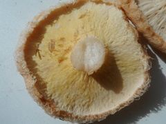 Hypomyces lithuanicus