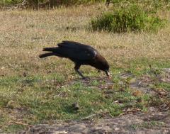 Corvus capensis capensis