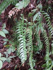 Polystichum formosanum