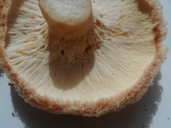 Hypomyces lithuanicus
