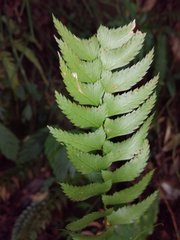 Polystichum formosanum