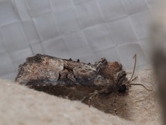 Mesoligia literosa