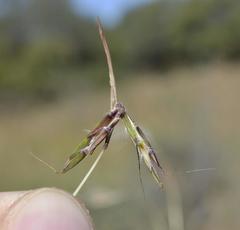 Cymbopogon pospischilii