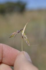 Cymbopogon pospischilii