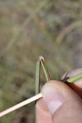 Cymbopogon pospischilii