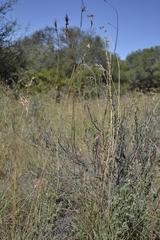 Cymbopogon pospischilii