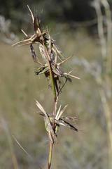 Cymbopogon pospischilii
