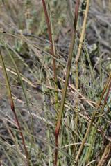 Cymbopogon pospischilii