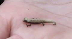 Brookesia tuberculata