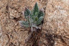 Trichodesma africanum