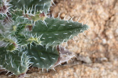 Trichodesma africanum