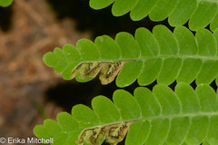 Chirosia filicis