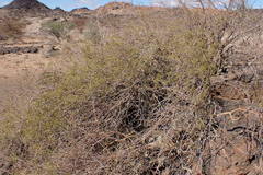 Commiphora gracilifrondosa