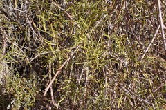 Commiphora gracilifrondosa