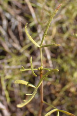 Commiphora gracilifrondosa