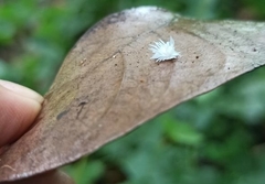 Cryptolaemus montrouzieri