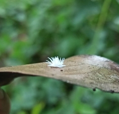 Cryptolaemus montrouzieri