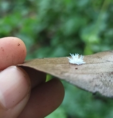 Cryptolaemus montrouzieri