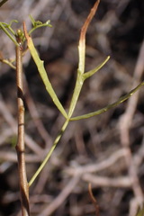 Commiphora gracilifrondosa