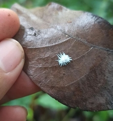 Cryptolaemus montrouzieri