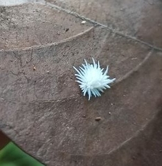 Cryptolaemus montrouzieri