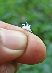 Cryptolaemus montrouzieri