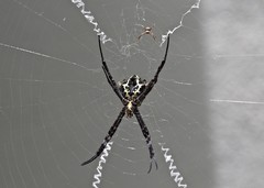 Argiope taprobanica
