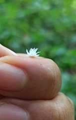 Cryptolaemus montrouzieri