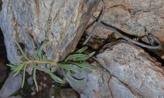 Tylecodon kritzingeri