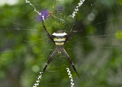 Argiope taprobanica