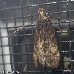 Dichomeris juncidella