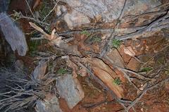 Tylecodon kritzingeri