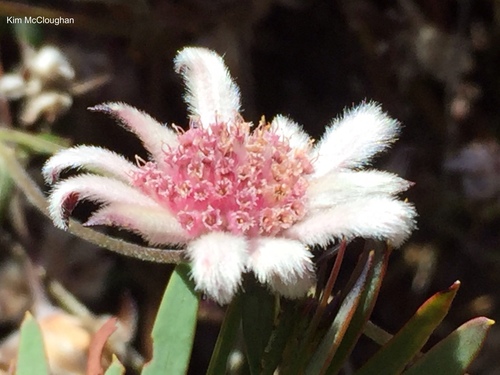 Actinotus forsythii, 2021-05-16