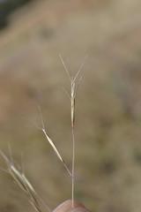Aristida bipartita