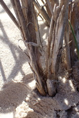 Cladoraphis cyperoides