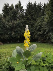 Verbascum bombyciferum