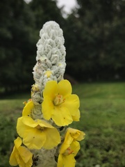 Verbascum bombyciferum