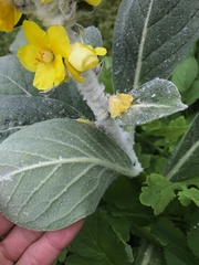 Verbascum bombyciferum