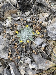 Physaria arctica