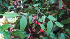 Vaccinium japonicum lasiostemon