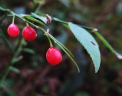 Vaccinium japonicum lasiostemon