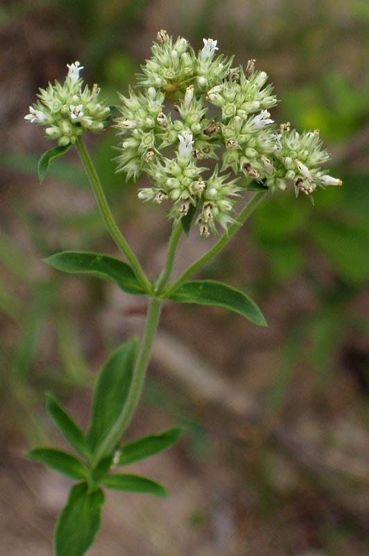 Agathisanthemum bojeri (Flora of Lapalala Wilderness) · iNaturalist