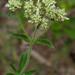 Agathisanthemum bojeri - Photo (c) Kate Braun, μερικά δικαιώματα διατηρούνται (CC BY-NC), uploaded by Kate Braun