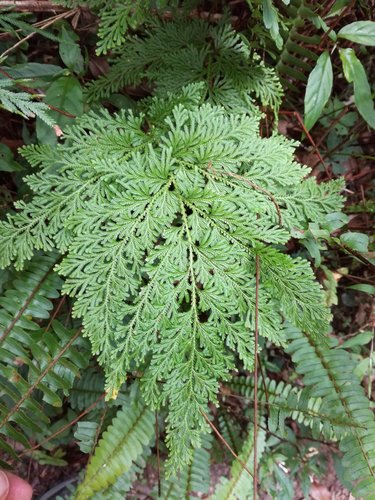 Selaginella involvens (Sw.) Spring