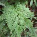Selaginella involvens - Photo (c) langzi, some rights reserved (CC BY-NC), uploaded by langzi