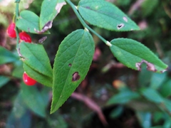 Vaccinium japonicum lasiostemon