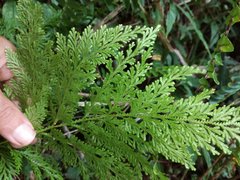 Selaginella involvens