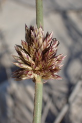 Cladoraphis cyperoides